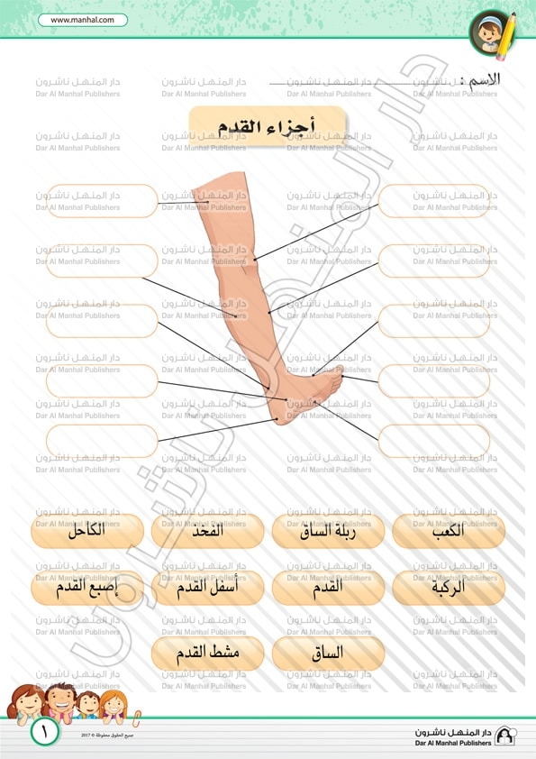 أجزاء القدم العلوم اوراق عمل