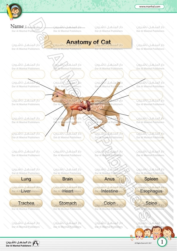 Anatomy of Cat | Science WorkSheets