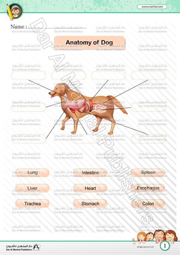 Anatomy of Dog | Science WorkSheets