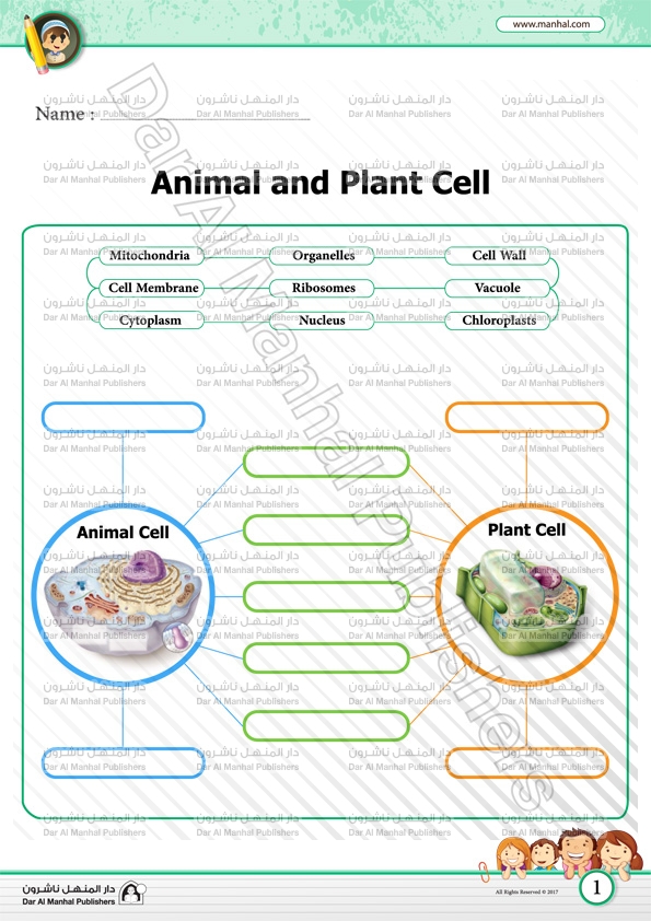 Animal and Plant Cell | Science WorkSheets