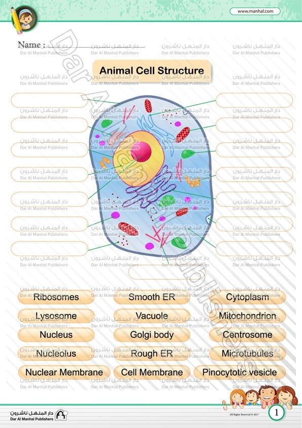 Animal Cell | Science WorkSheets