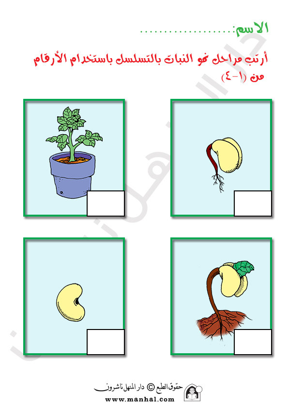 مراحل نمو النباتات